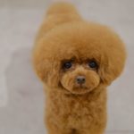 子犬のちびアフロカット