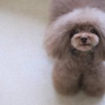 人気のアフロカット