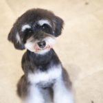 シュナウザーのベアカット