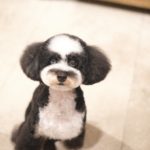 ミックス犬のトリミング