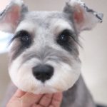 シュナウザーの丸いカット