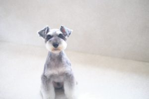 シュナウザーカット