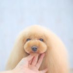 ゴージャスカット