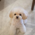 子犬カット パピートリミング
