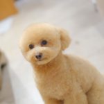 まんまるベアカット