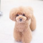 トイプードルカット