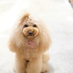 トイプードルカット