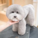 ビションカット