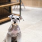 シュナウザーカット