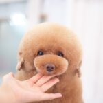 羊カットのナナちゃん。インスタで人気。